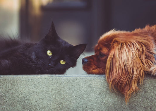 Le Quick Shop : Une Passion Dédiée à Nos Compagnons à Quatre Pattes 🐾❤️